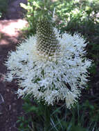 صورة Xerophyllum