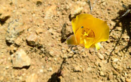 Image of goldenbowl mariposa lily