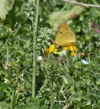 Image of Colias fieldii fieldii