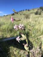 صورة Silene scouleri subsp. pringlei (S. Wats.) C. L. Hitchcock & Maguire