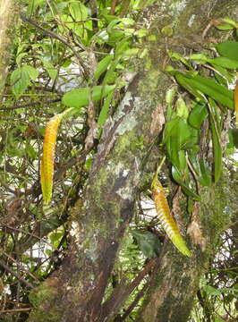 Image of Bulbophyllum occultum Thouars