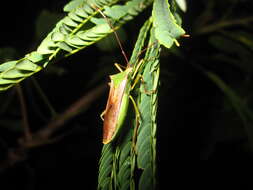 Plancia ëd Homoeocerus (Anacanthocoris) striicornis Scott 1874