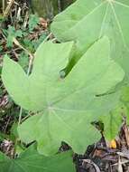 Image of tetrapanax