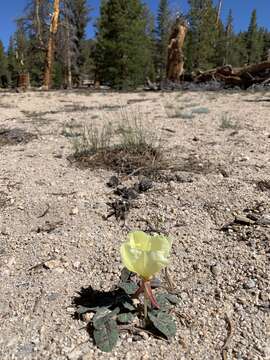 Image of woodyfruit evening primrose