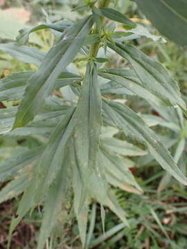 Imagem de Solidago altissima subsp. altissima