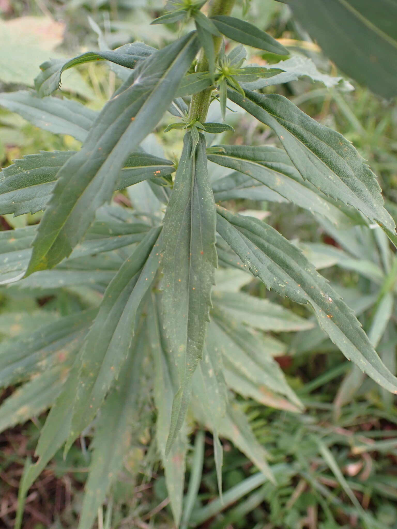Image of Solidago altissima subsp. altissima