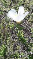 Image of Grahamia bracteata Gill.