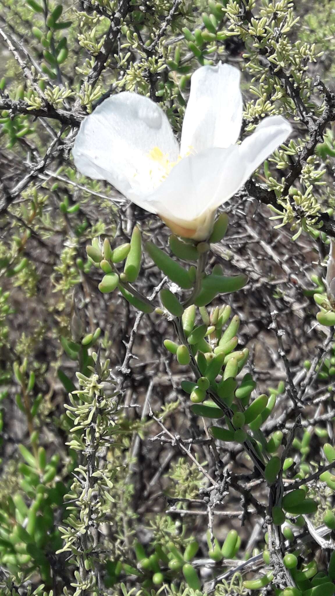 Image of Grahamia bracteata Gill.