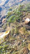 Image of Autumnal Water-starwort