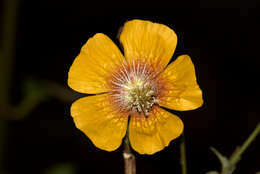 Imagem de Abutilon persicum (Burm. fil.) Merr.