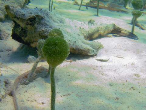 Image of Redbellied batfish