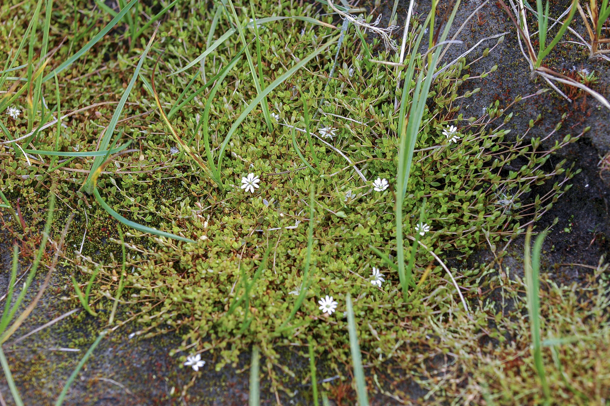 Imagem de Stellaria humifusa Rottb.