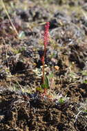 Image of Lapland Sorrel