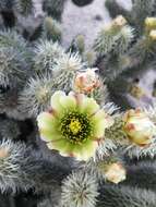 Image of Cylindropuntia bigelovii var. ciribe (Engelm. ex J. M. Coult.) Rebman