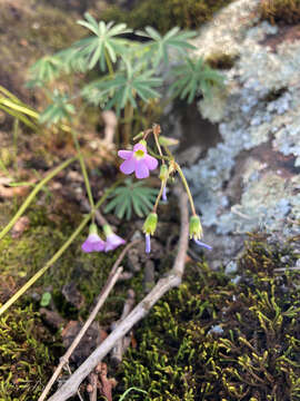 Plancia ëd Oxalis decaphylla Kunth