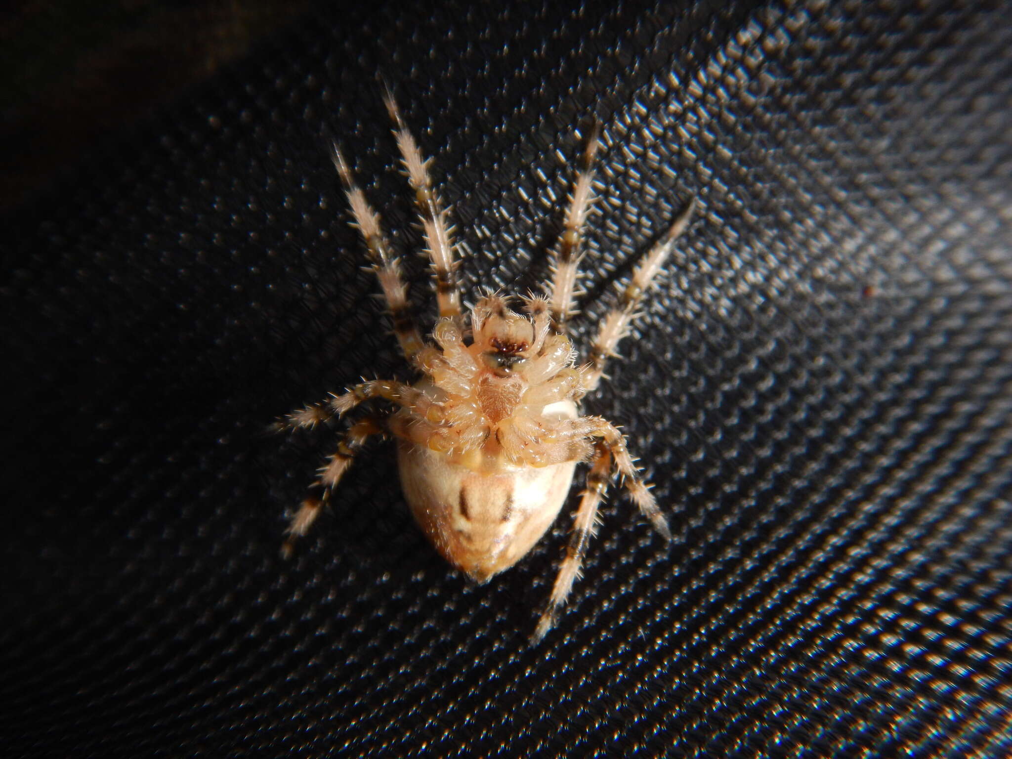 Image of Araneus pallidus (Olivier 1789)