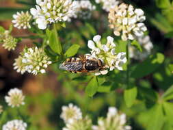 Image of Odontomyia ornata (Meigen 1822)