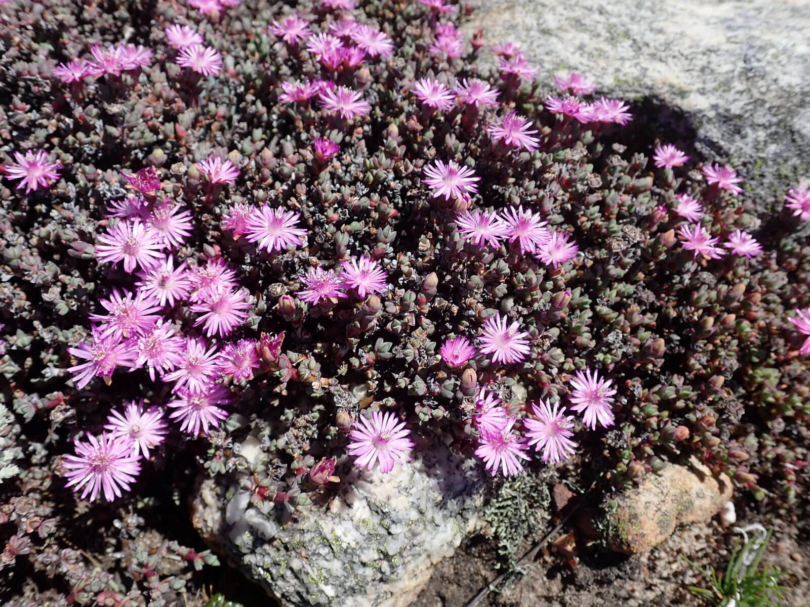 Image of Antimima prolongata (L. Bol.) H. E. K. Hartmann