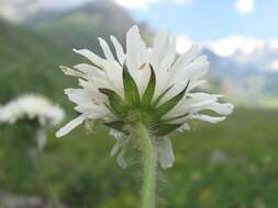 Image of Knautia involucrata Somm. & Lev.