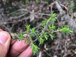 Image de Leptospermum microcarpum Cheel