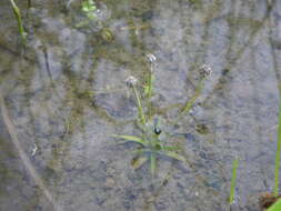 Imagem de Eriocaulon parkeri B. L. Rob.