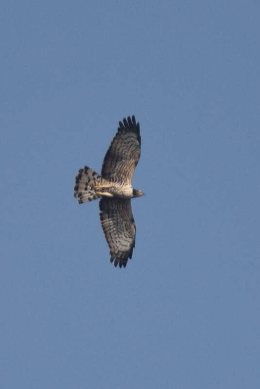 Image of Barred honey buzzard