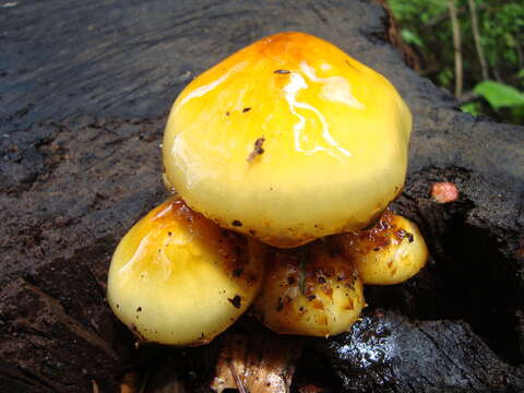 Image of Pholiota aurivella (Batsch) P. Kumm. 1871