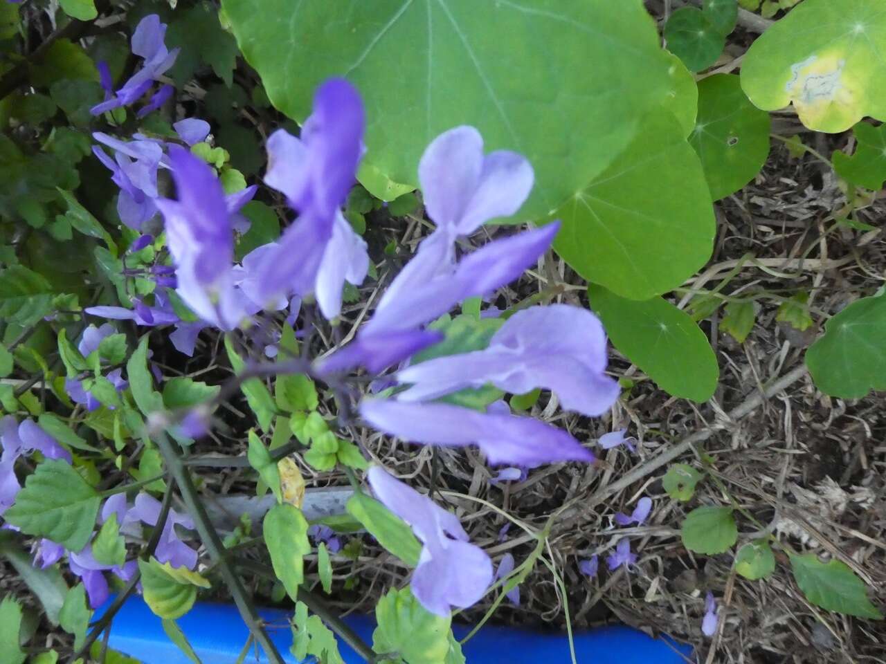 Image de Plectranthus saccatus Benth.