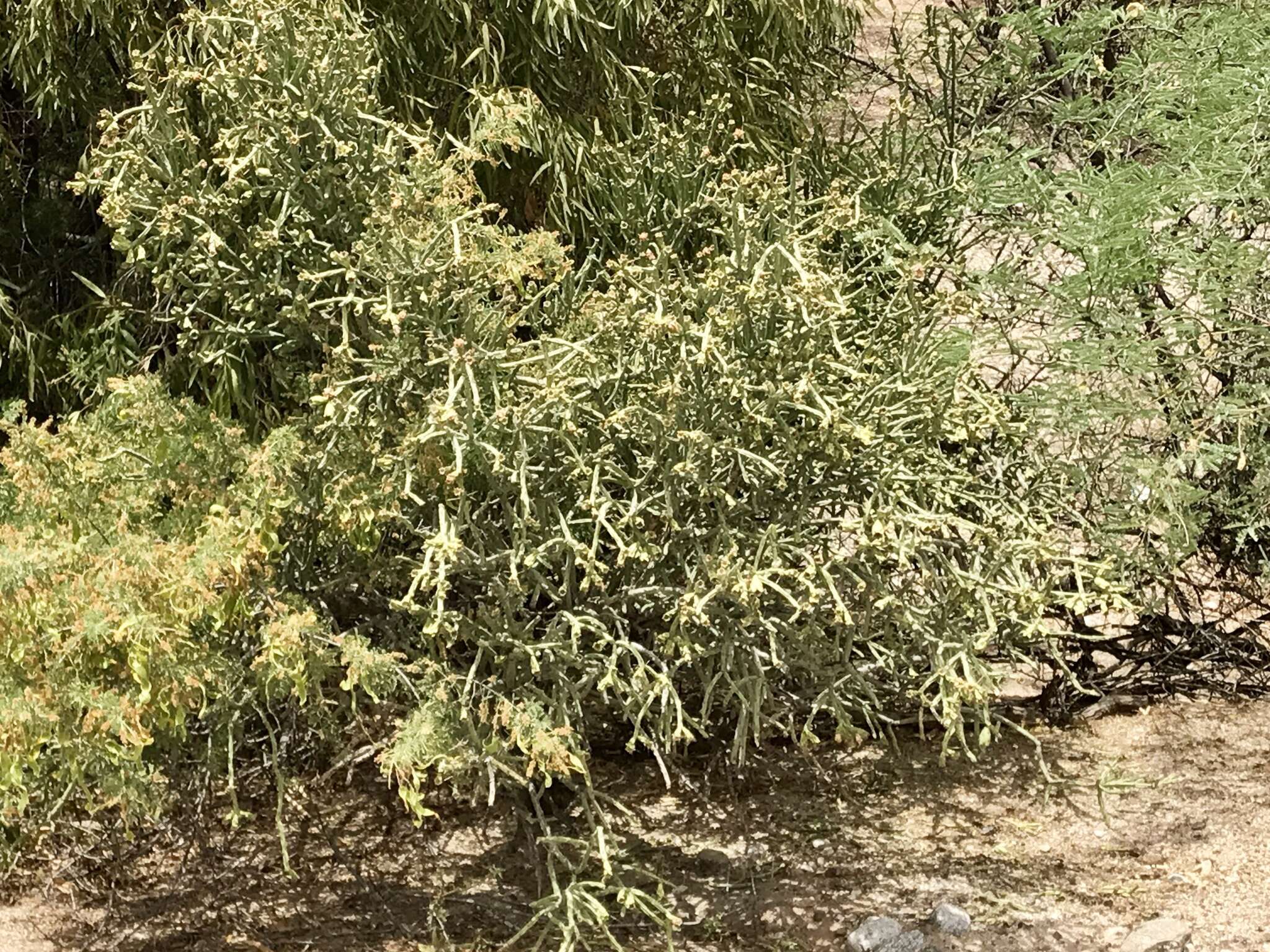 Image of Pencil Cholla