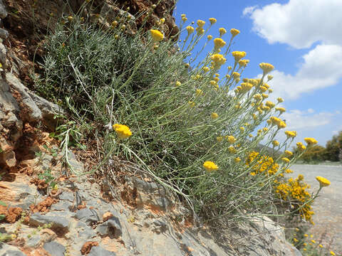 Image of Helichrysum stoechas subsp. barrelieri (Ten.) Nym.