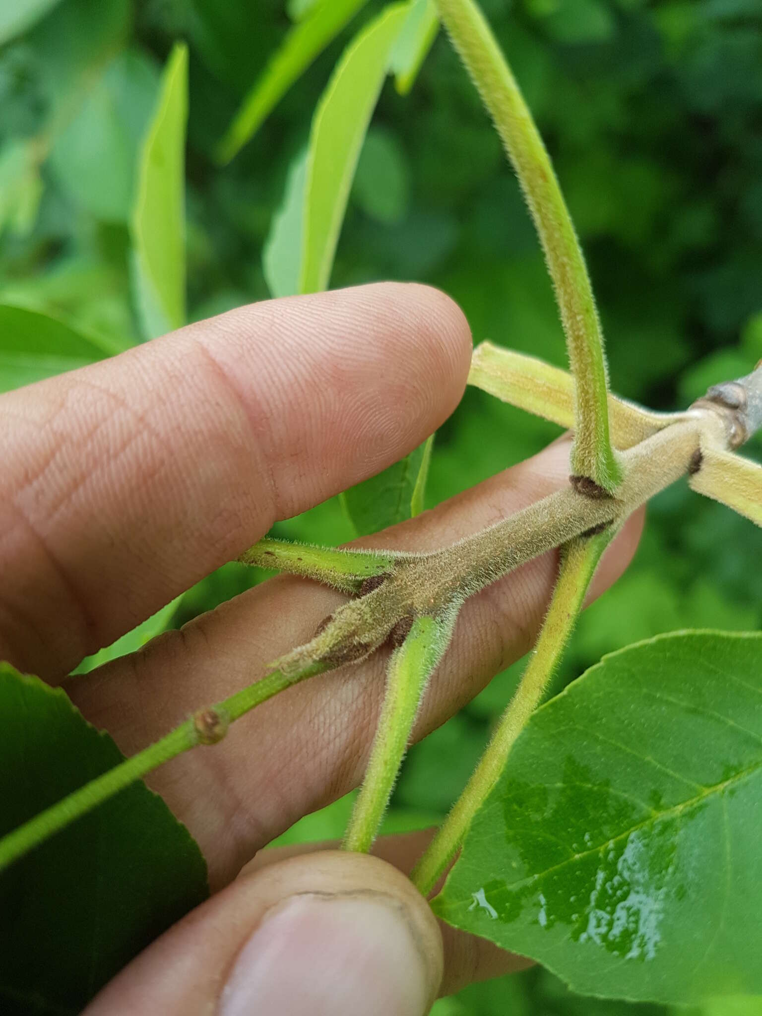 Image of Fraxinus pennsylvanica var. pennsylvanica