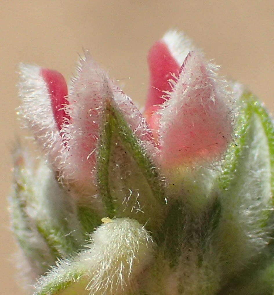 Image of Phylica purpurea var. floccosa Pillans