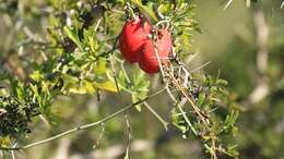 Image of slimlobe globeberry