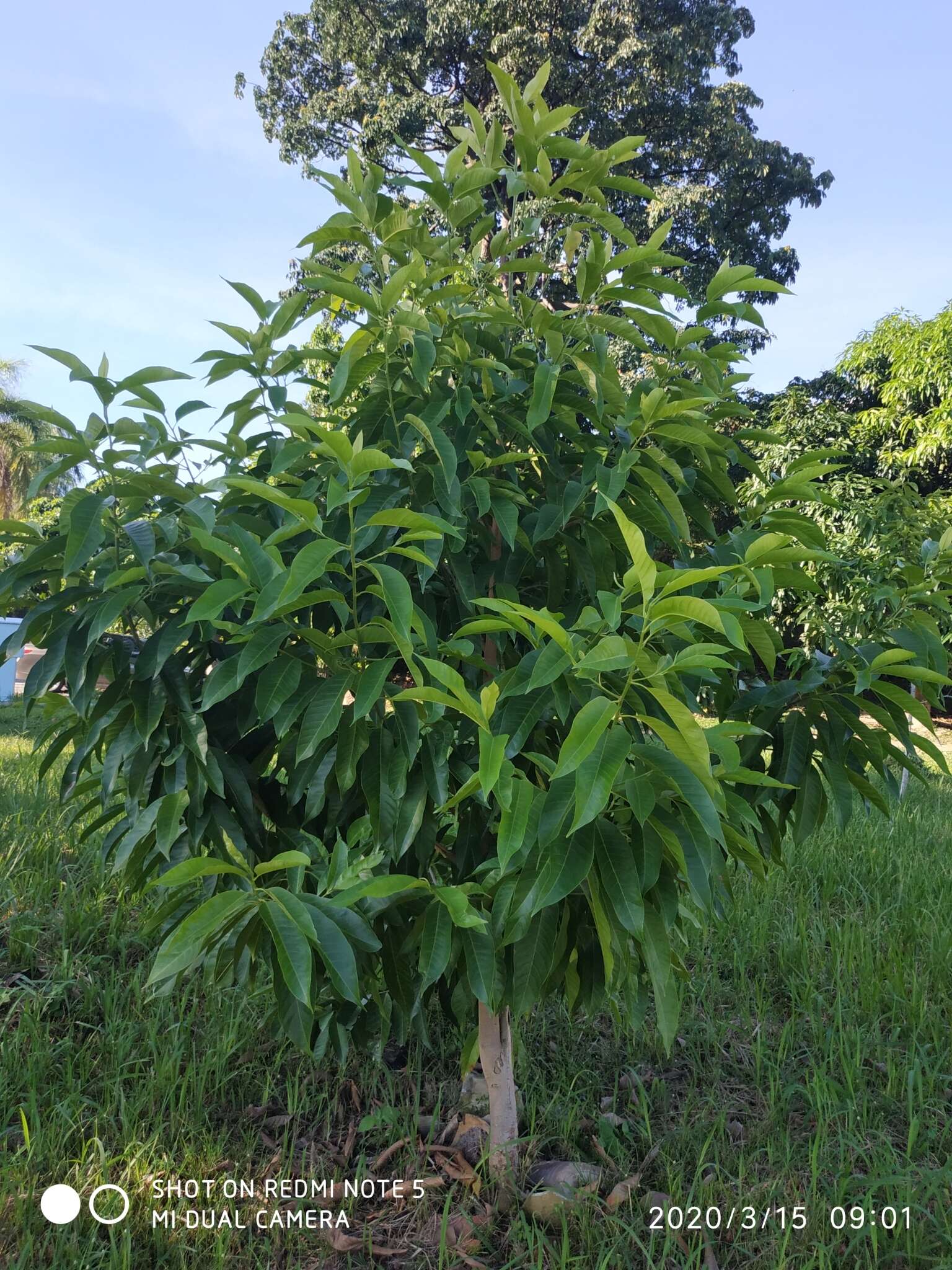 Imagem de Magnolia champaca (L.) Baill. ex Pierre