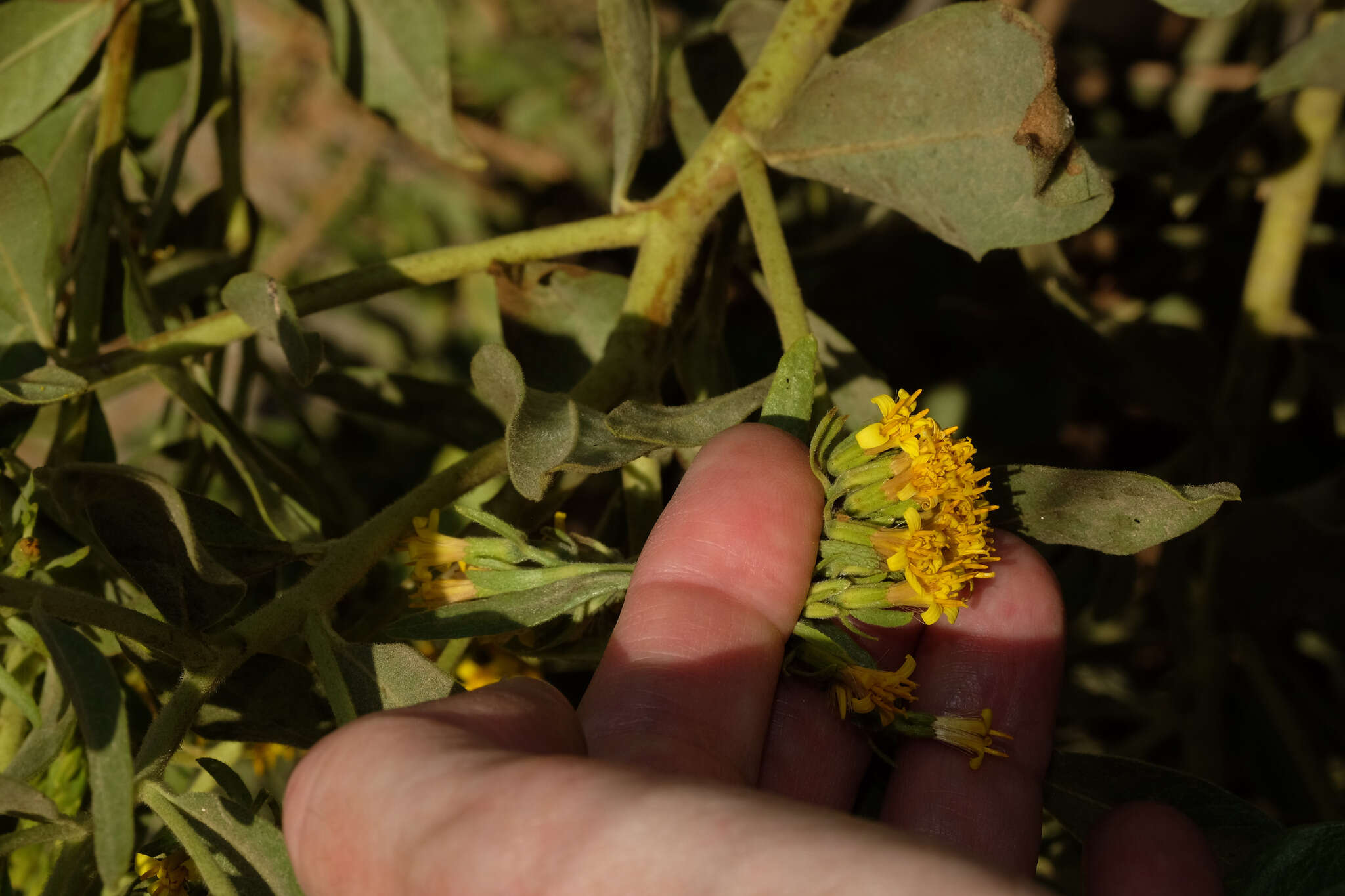 صورة Trixis cacalioides (Kunth) D. Don