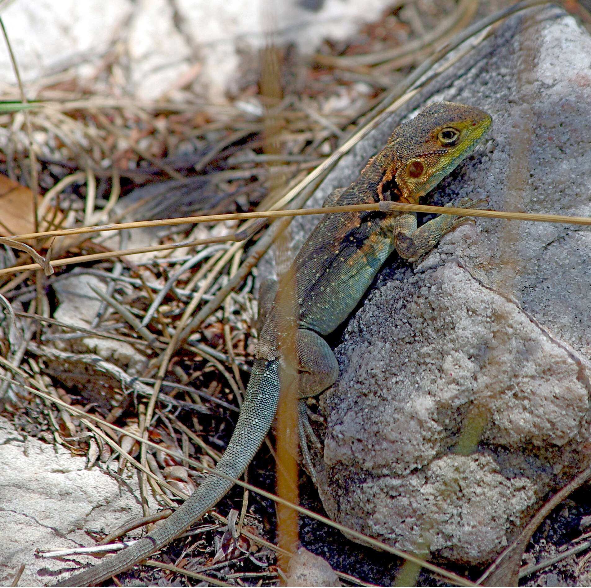 Ctenophorus decresii (Duméril & Bibron 1837) resmi