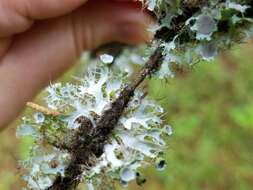 Image of shield lichen