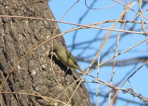 Image of Orange-crowned Warbler