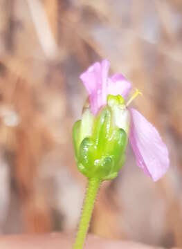 Image of Tridax paneroi B. L. Turner