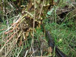 صورة Gunnera petaloidea Gaudich.