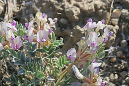 Sivun Astragalus cymboides M. E. Jones kuva