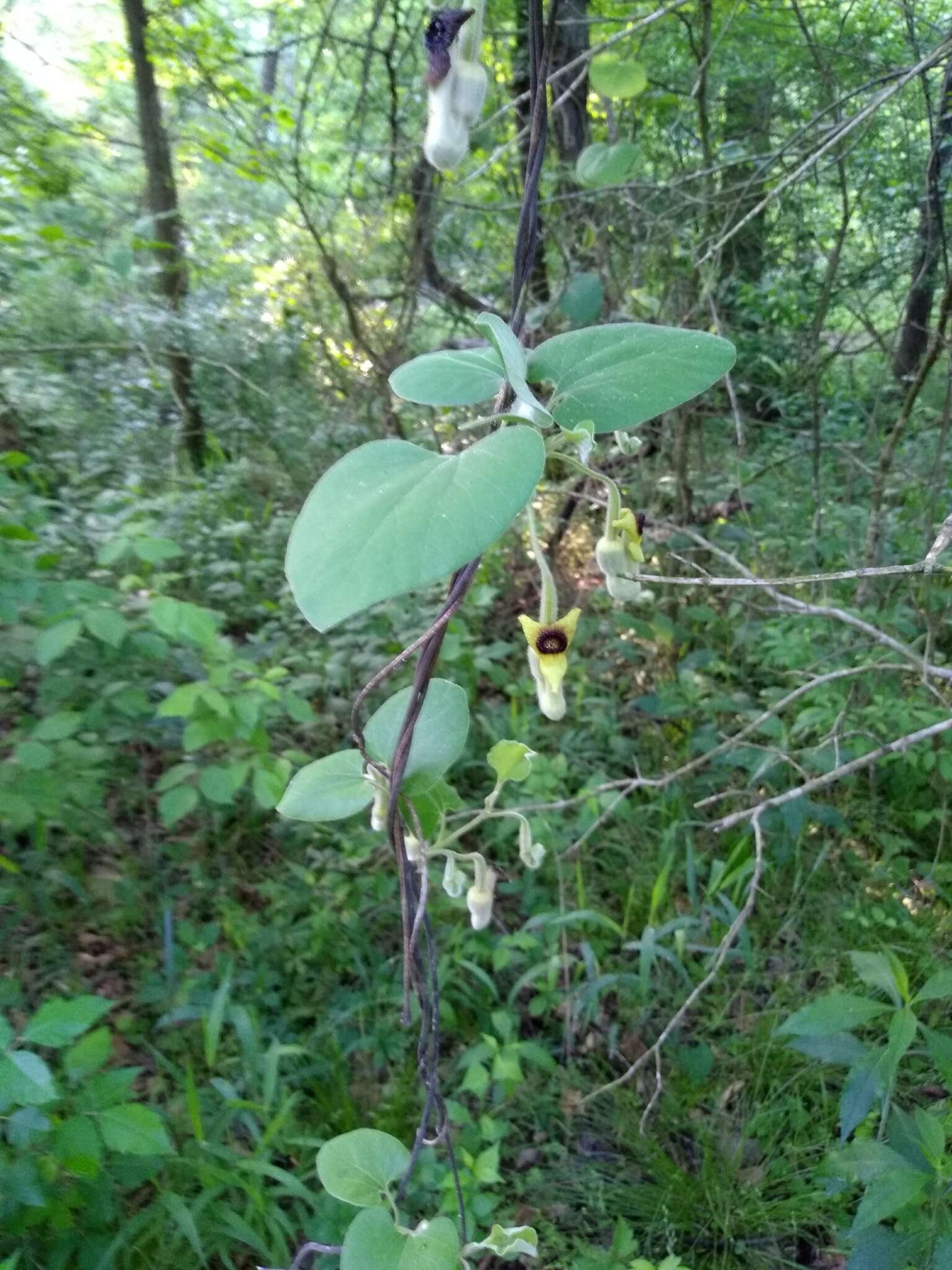 Image of woolly dutchman's pipe