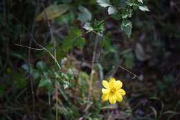 صورة Bidens ostruthioides (DC.) Sch. Bip.