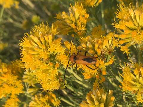 Imagem de Crossidius coralinus (Le Conte 1862)