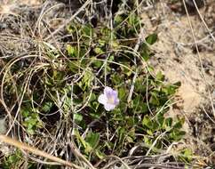 Plancia ëd Ruellia pilosa L. fil.