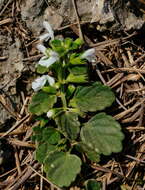 Image of Leucas chinensis (Retz.) Sm.