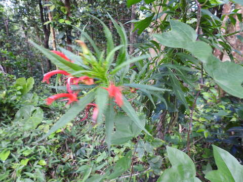 Imagem de Lobelia persicifolia Lam.