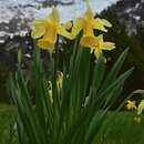 Imagem de Narcissus bicolor L.