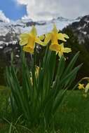 Narcissus bicolor L. resmi