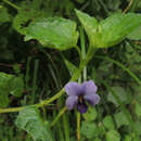 Image of Viola eminii (Engl.) Fries